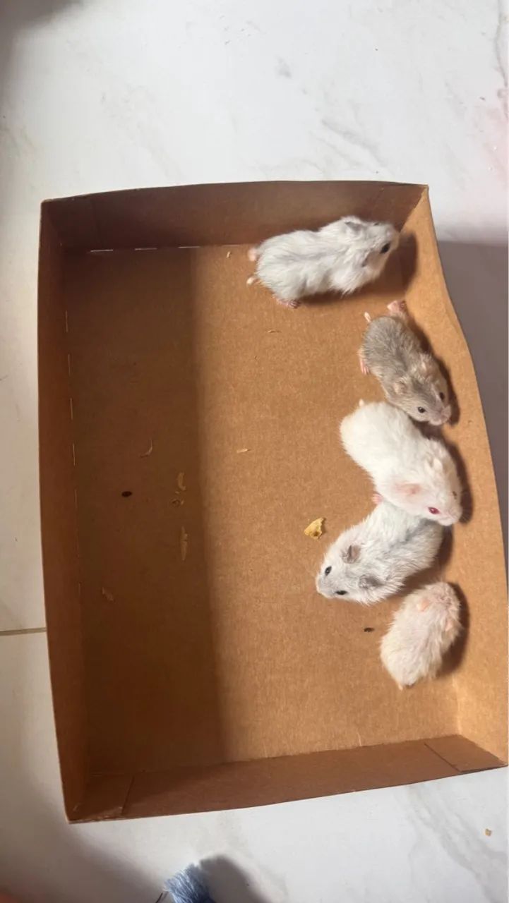 Hamster Anão - Foto 3