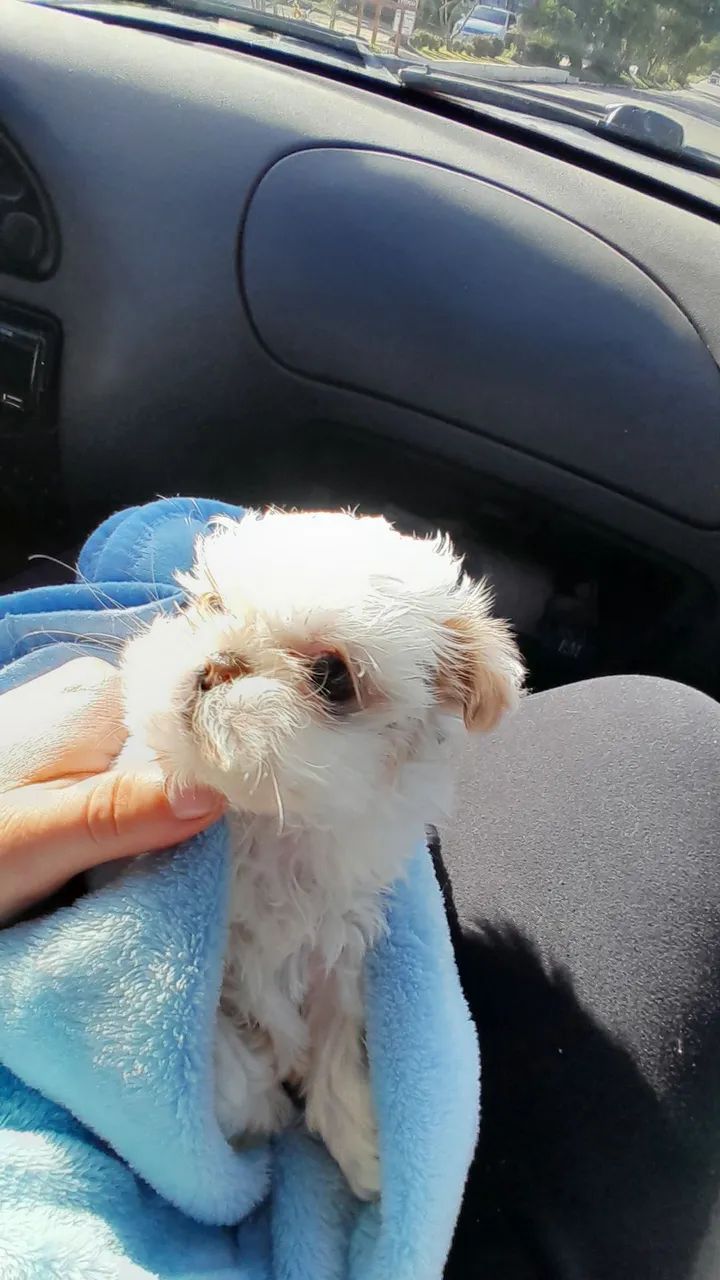 Shihtzu  - Foto 3