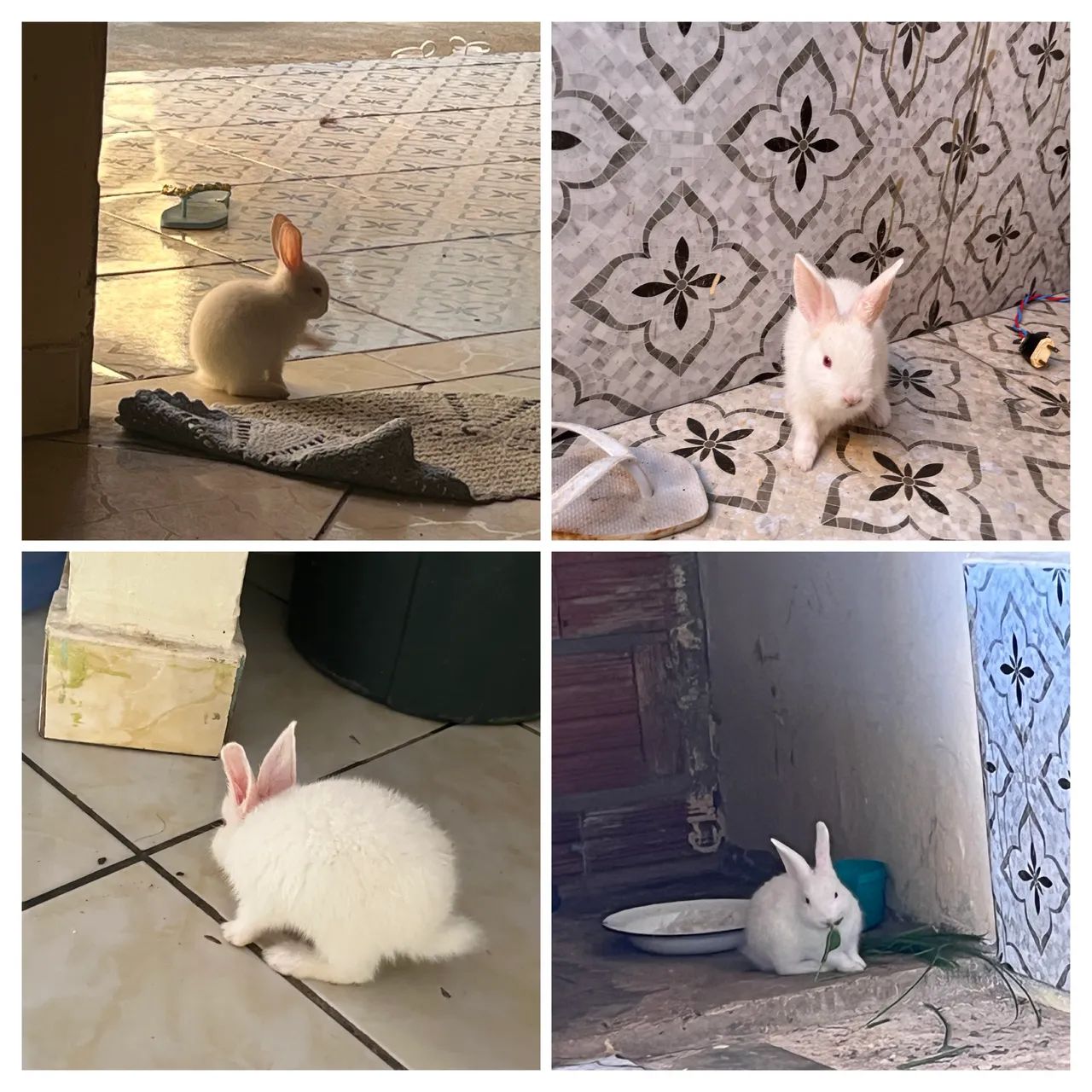 Doação 
