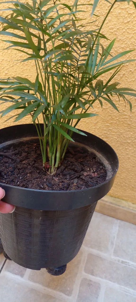 Vasos com plantas de sombra - Foto 5