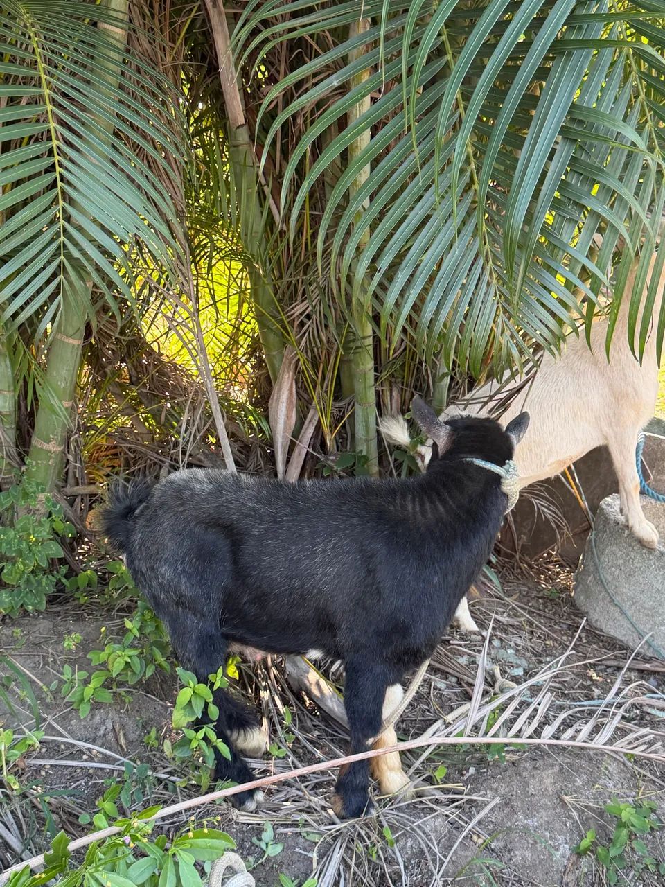 Mini Cabra / Cabrito 