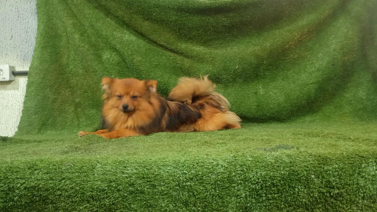 Spitz alemão. - Foto 2
