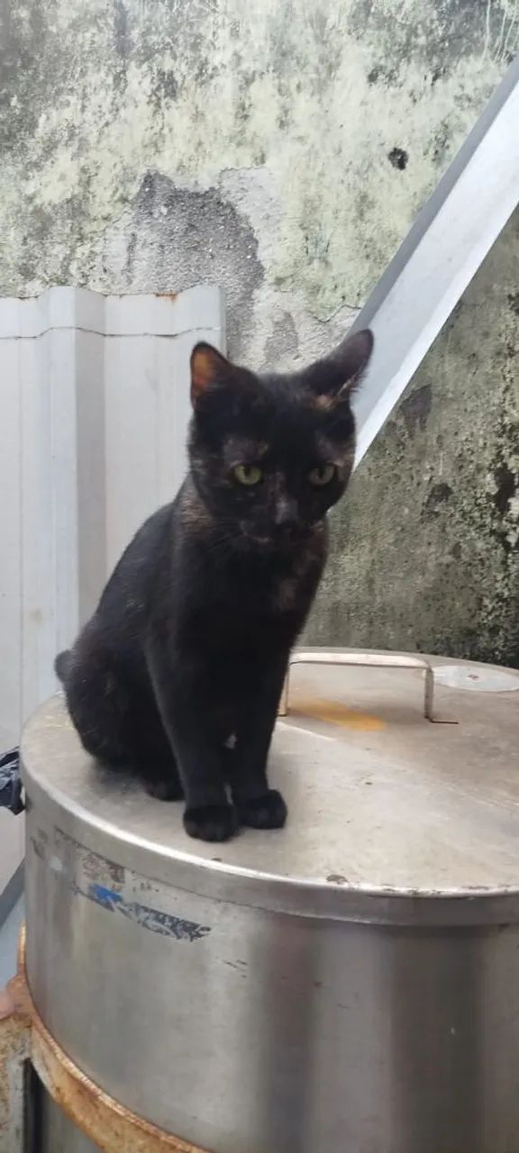 Doação de gatinha castrada