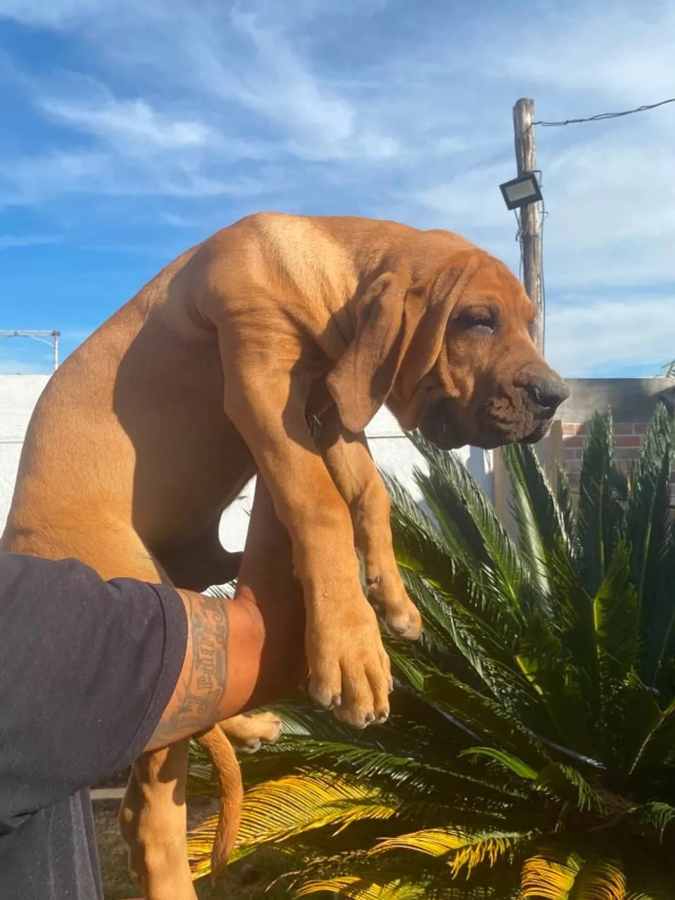 Fila brasileiro 