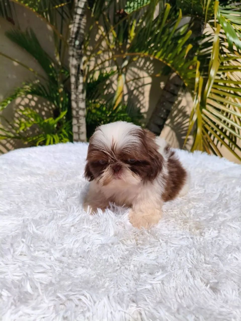 Filhotes de Shih tzus - Foto 3