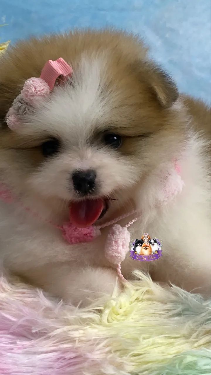 Spitz Alemão com pedigree  - Foto 4