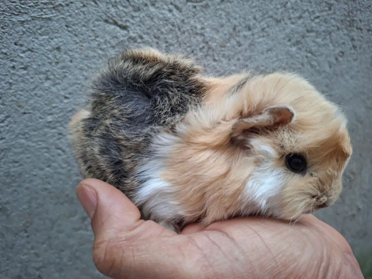 Animais - Foto 4
