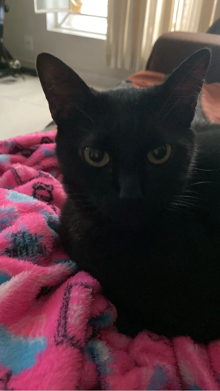 Gatinhos - Foto 5