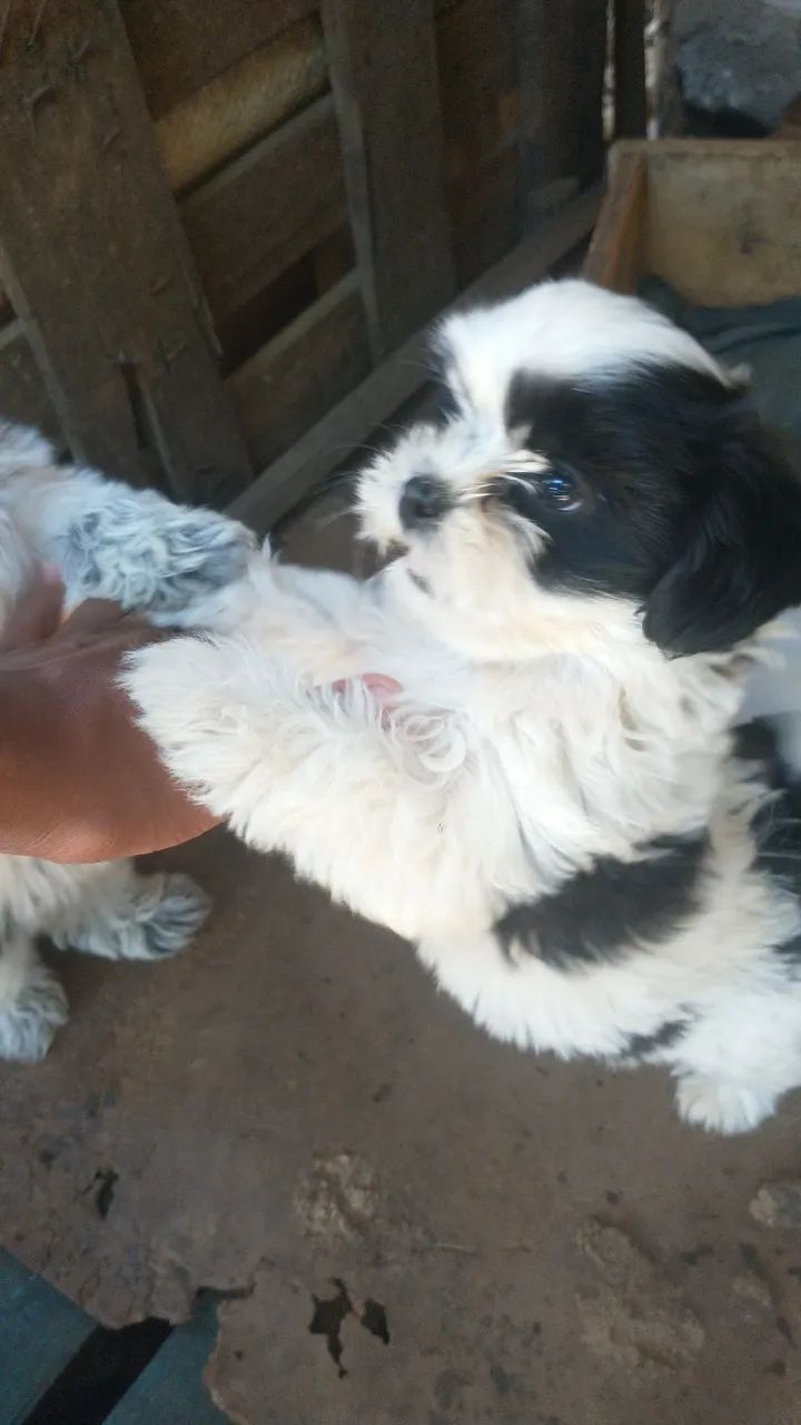 Vende se !!!!!!