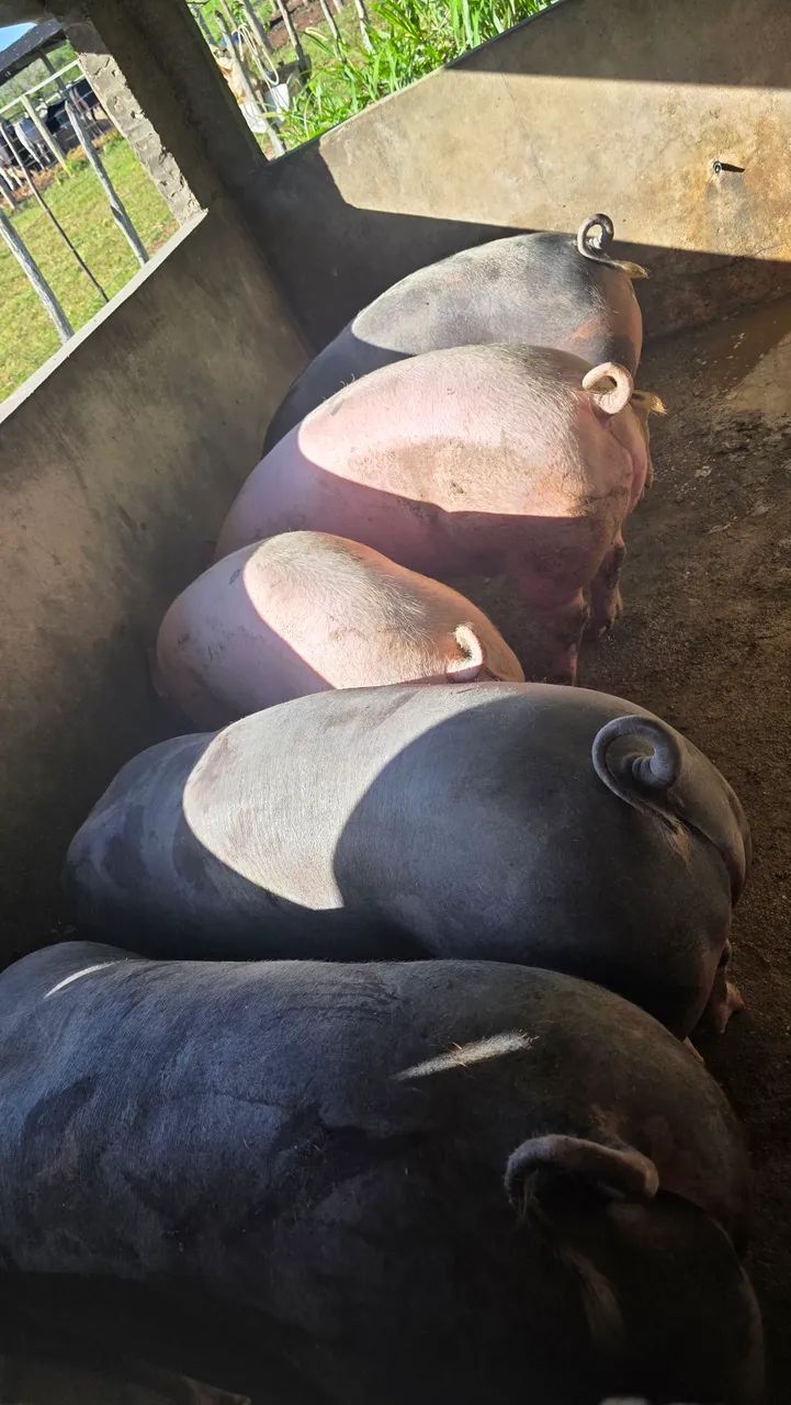 Vendo suínos para abate - Foto 3