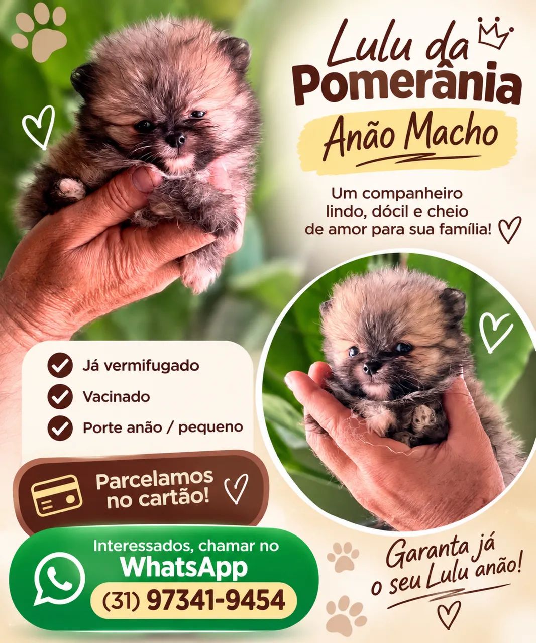 LINDOS LULUS MACHOS  PORTE ANÃO PEQUENO