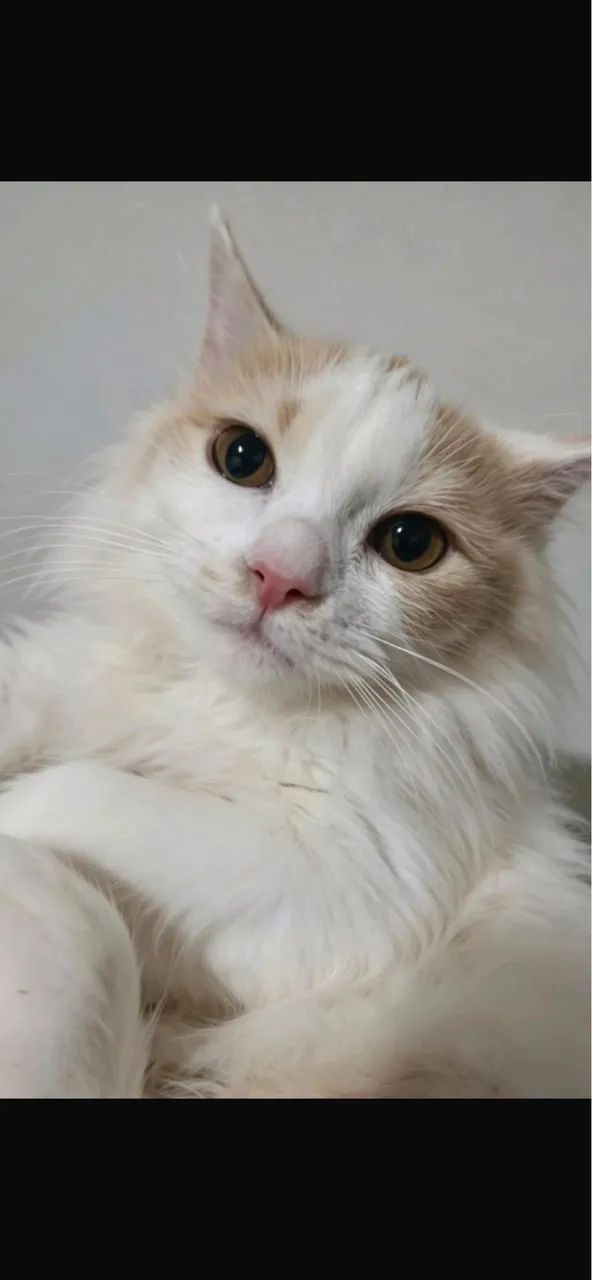 Angora Turco
