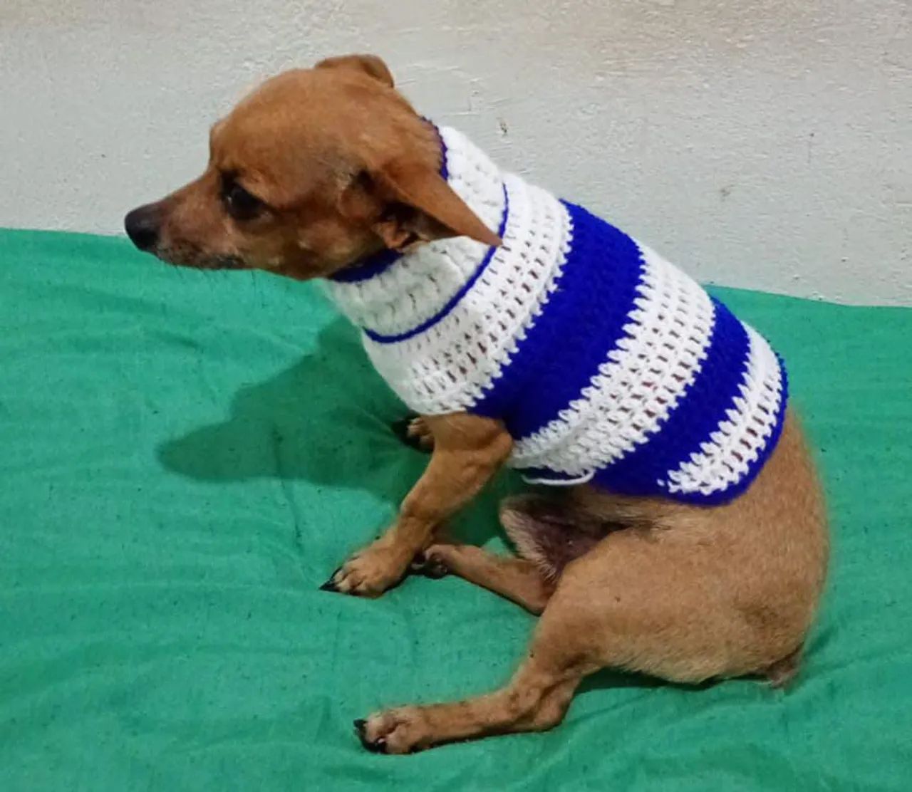 Camisa p/ pinscher crochê lã 