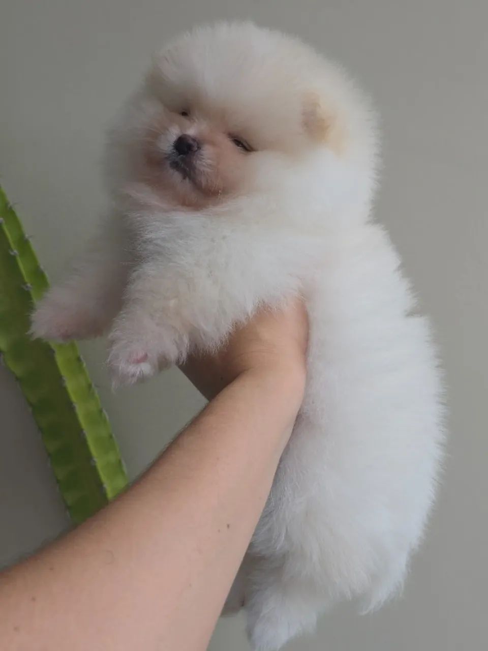 Lulu da pomerania-spitz alemão  - Foto 5