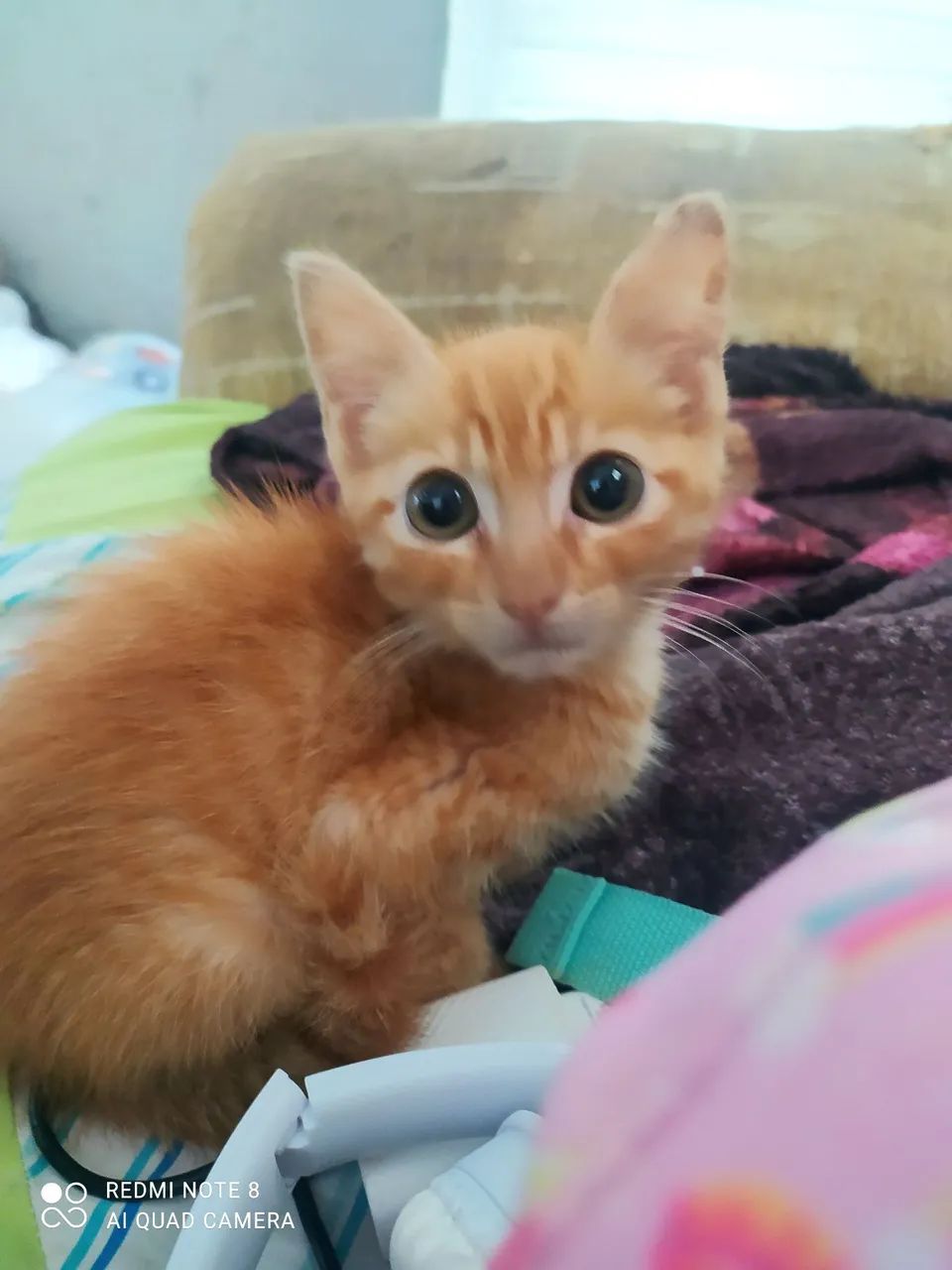 Gatos para doação, desde filhotes a adultos