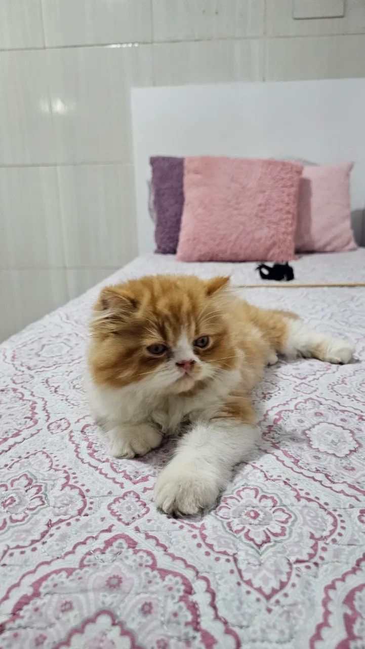 Gato persa ( macho)
