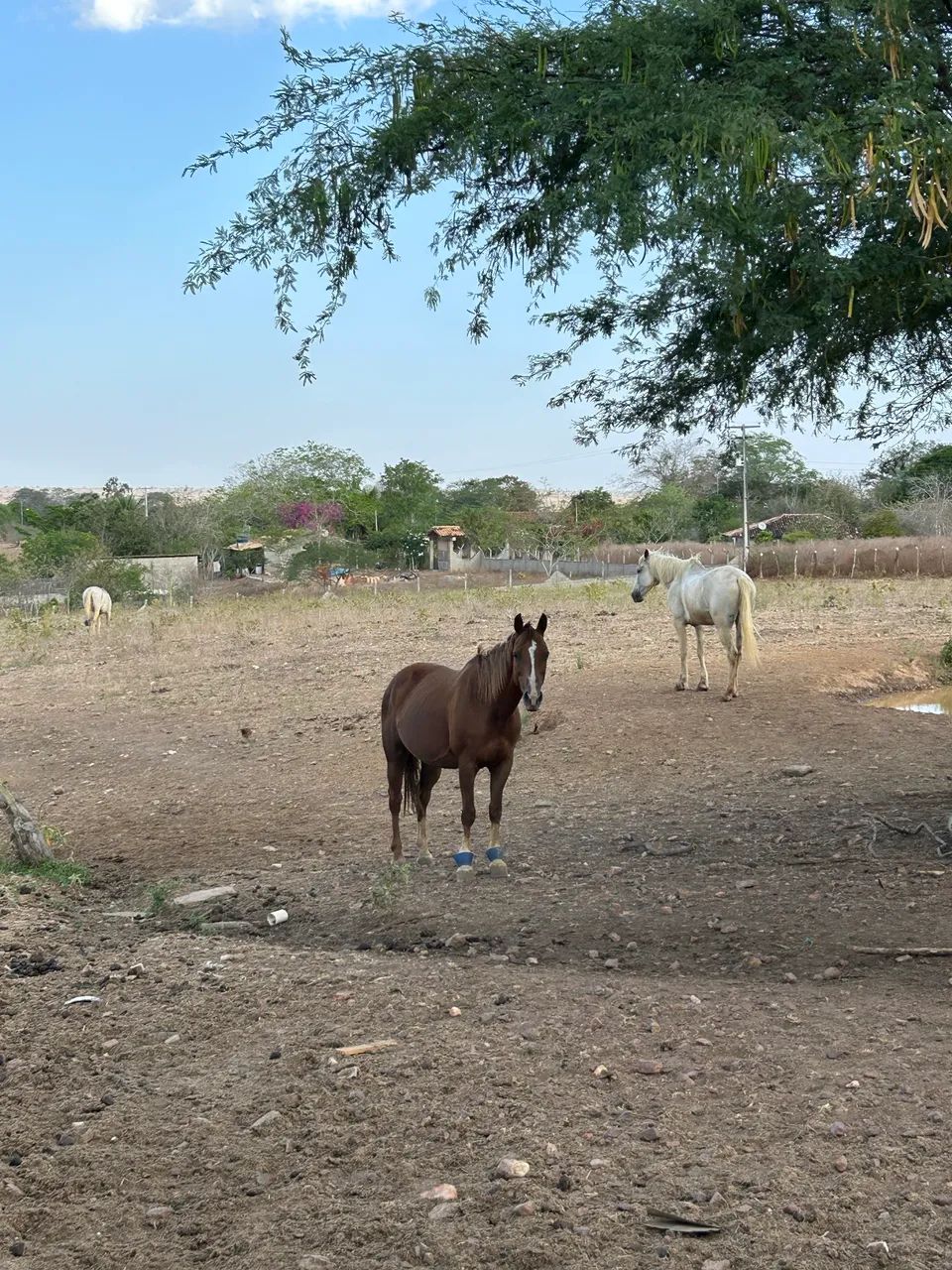 Égua quarto de milha - Foto 5