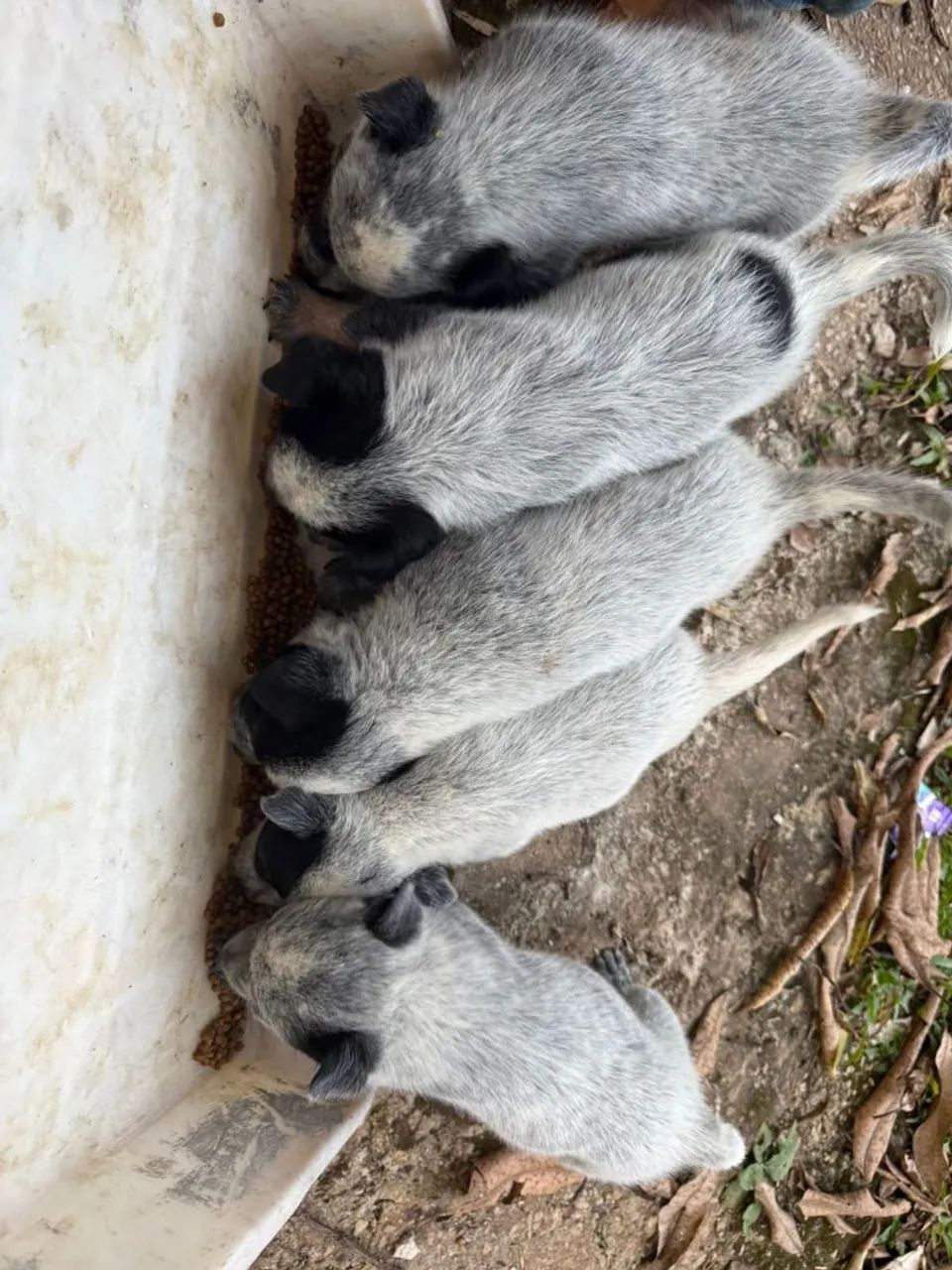 Boiadeiro Australiano, Blue/Red Heeler 