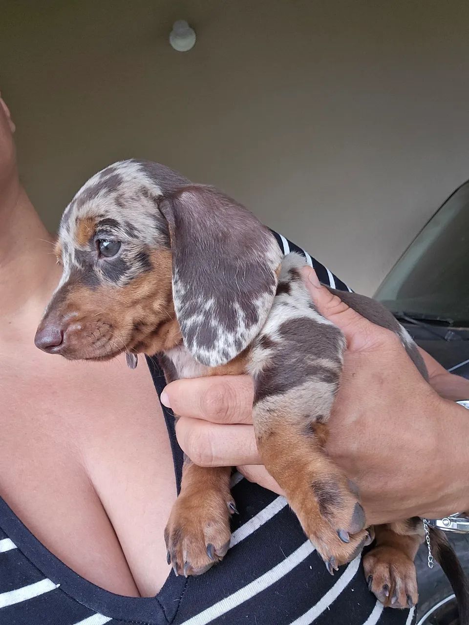 Belíssimo dachshund, salsicha bassê. - Foto 2