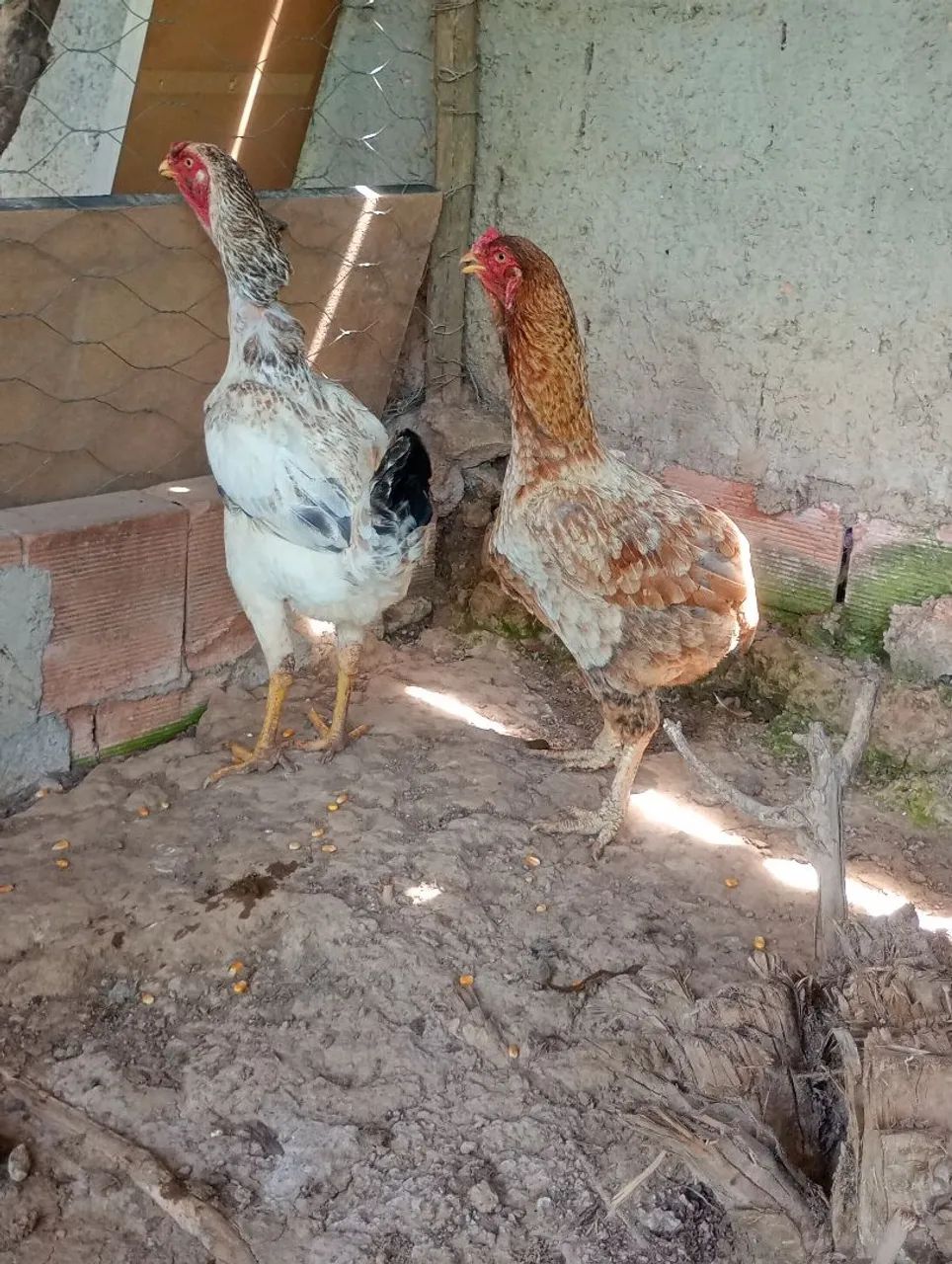 Galinhas e frangos