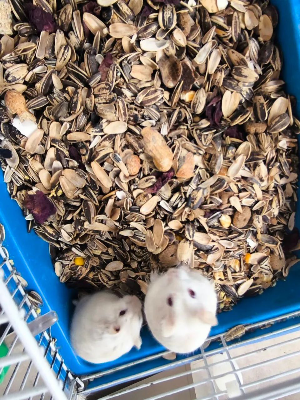 Hamsters