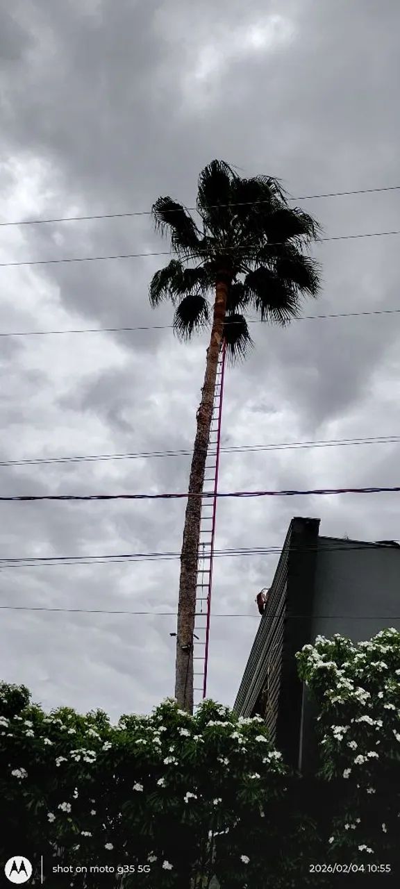 Poda e corte de árvores em geral  - Foto 2