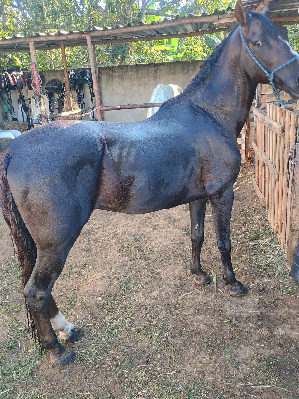 Cavalos - Foto 5