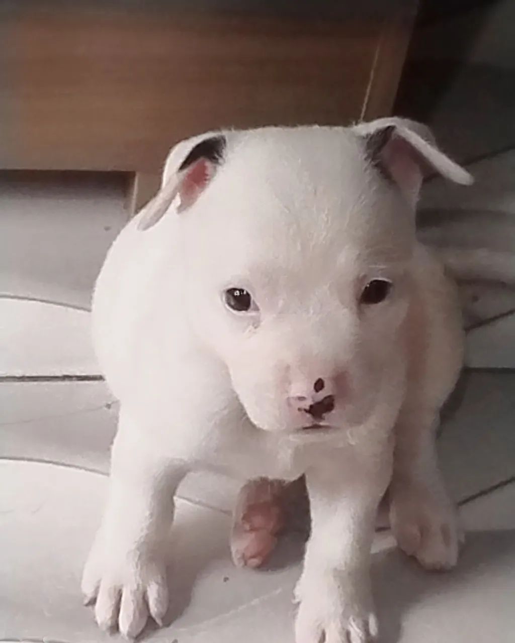 Pitbull