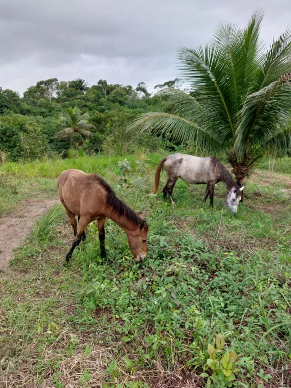 Égua e potro