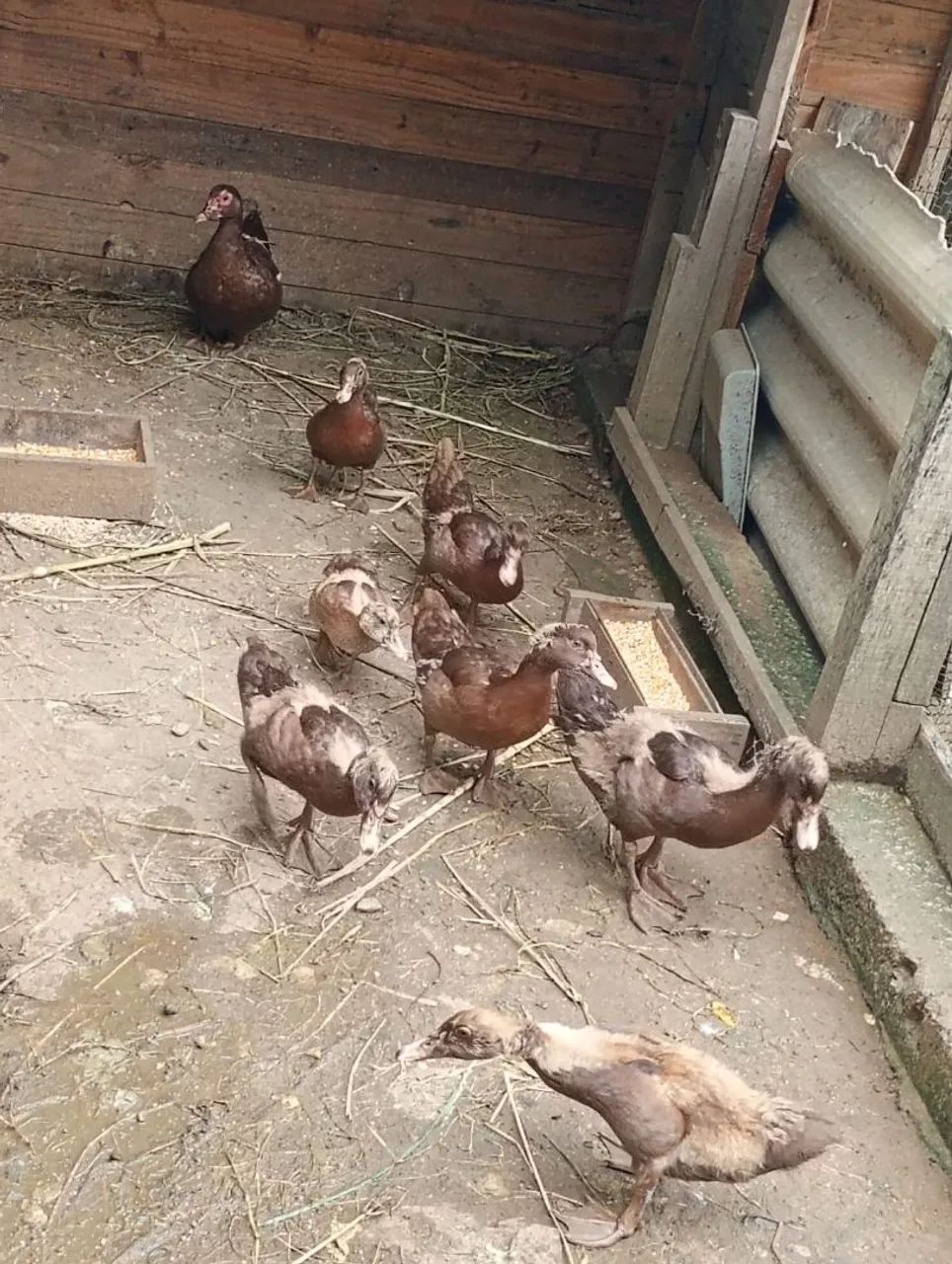 Patos - Foto 2