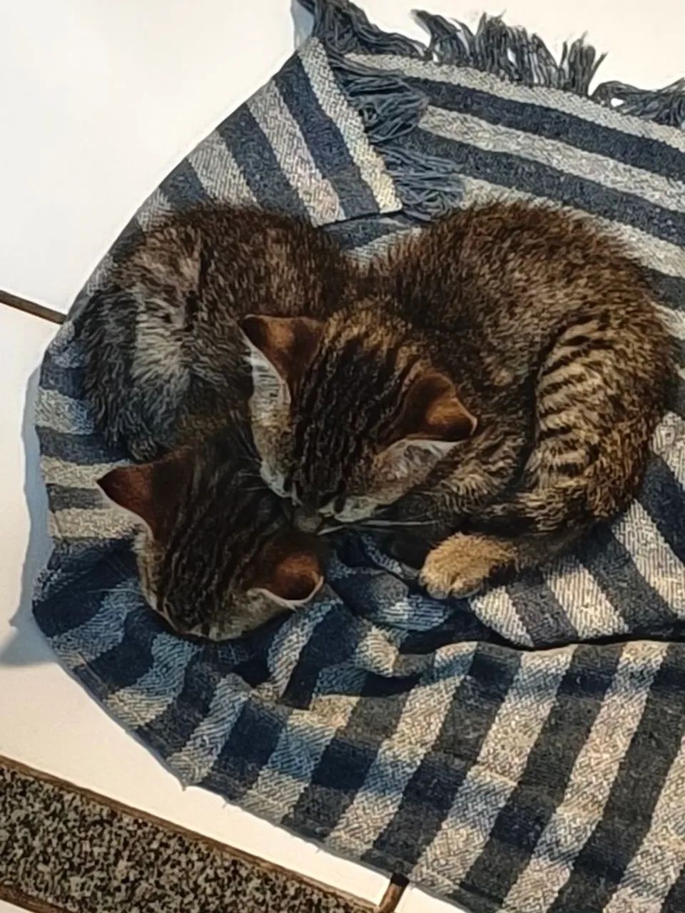 Gata 