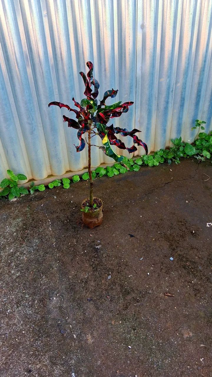 Croton parafuso 