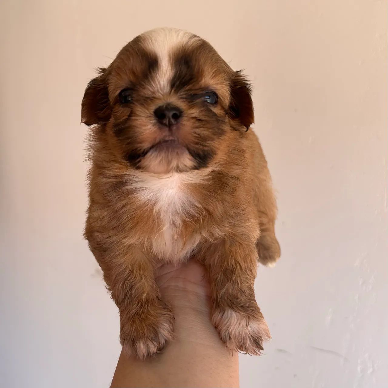 Shih tzu Mini - MACHO