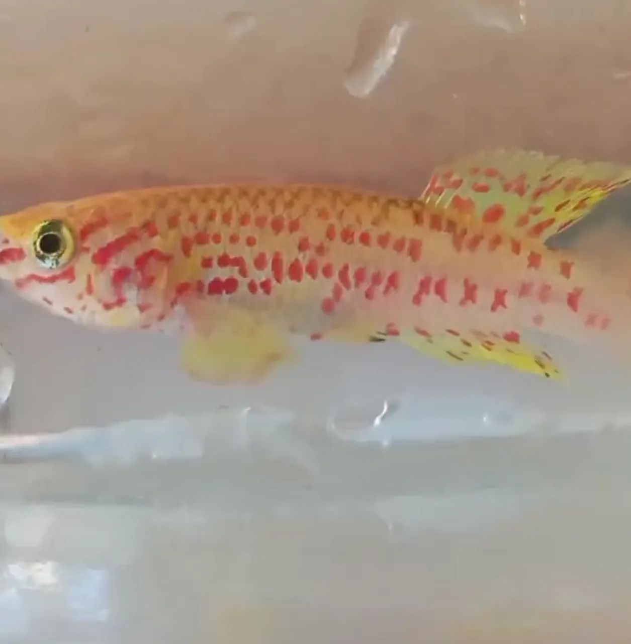 killifish Lafia Gold  - Foto 3
