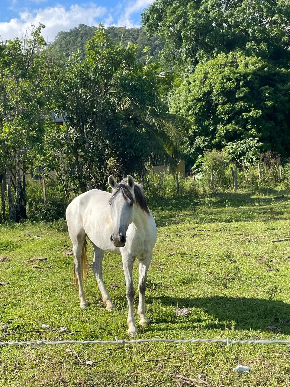Égua mangalarga  - Foto 2