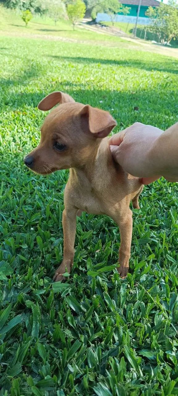 Pinscher fêmea zero