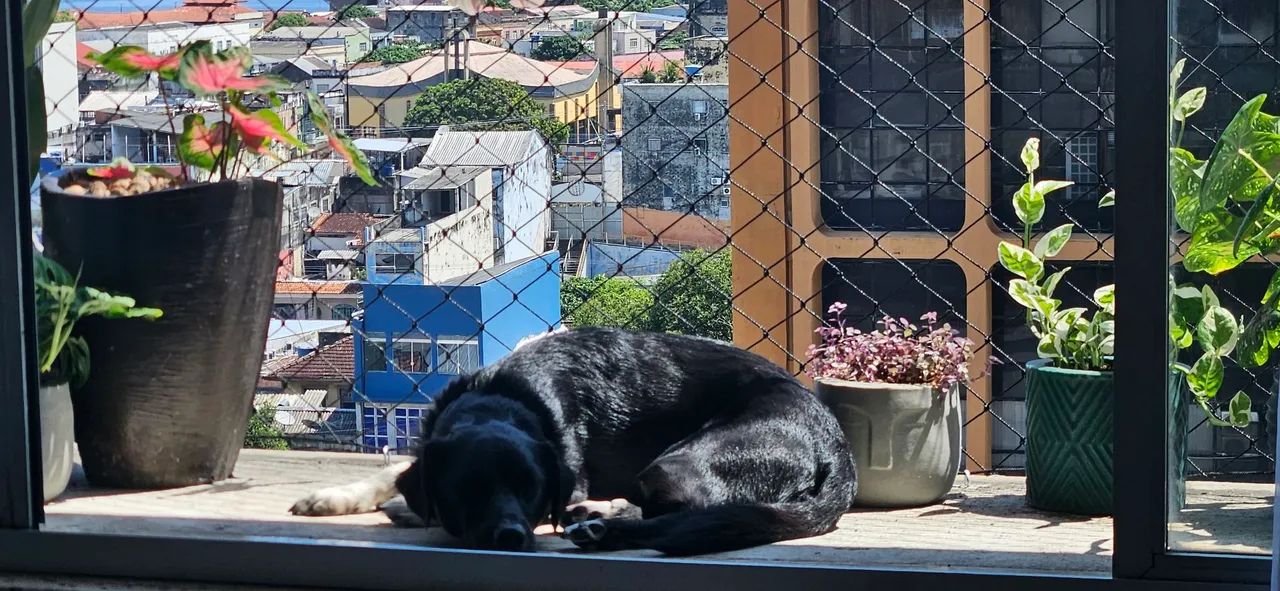 Adoção Responsável! - Foto 5
