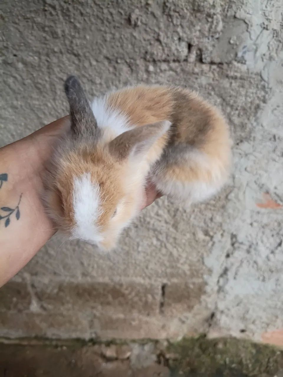 Mine coelhinho 