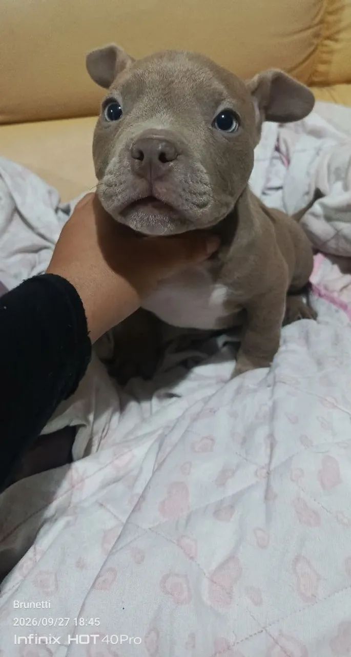 American Bully  - Foto 5