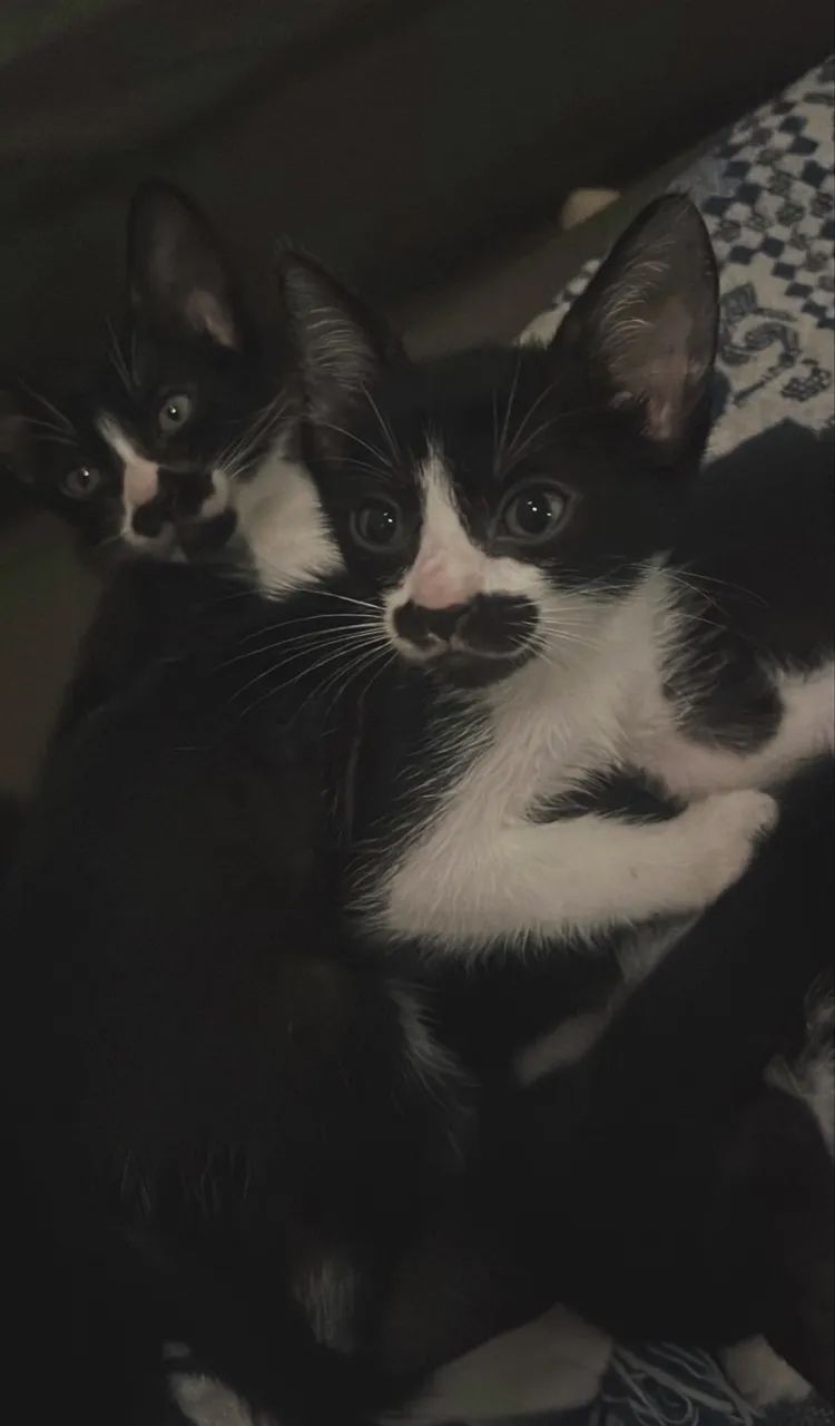 Gatinhos para adoção  - Foto 3