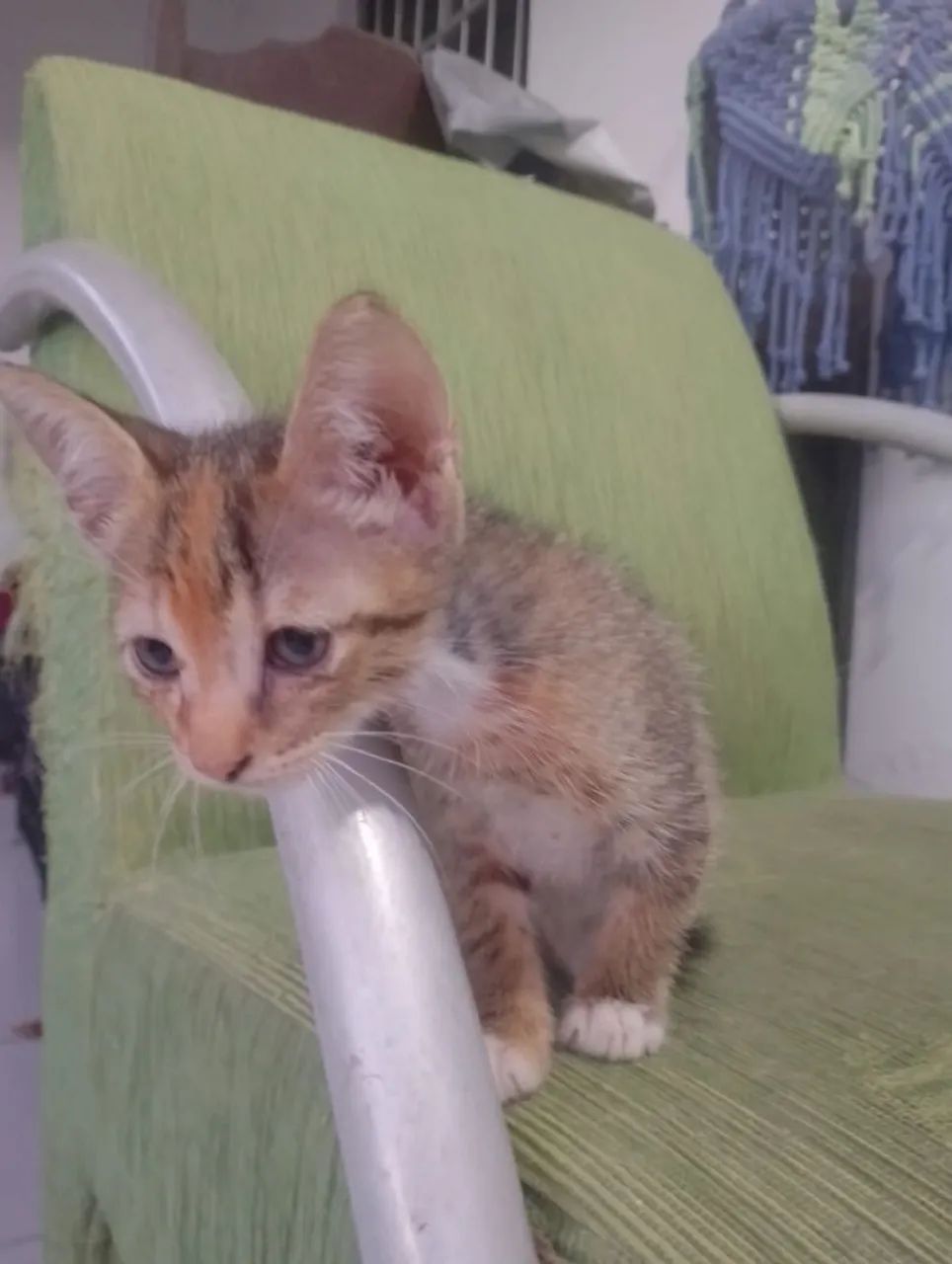 Lindos gatinhos - Foto 2