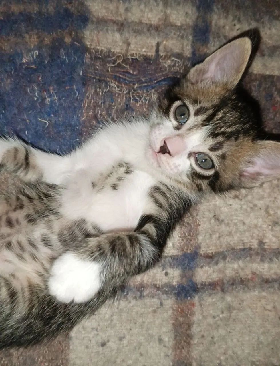 Doação de gatinhos - Foto 2