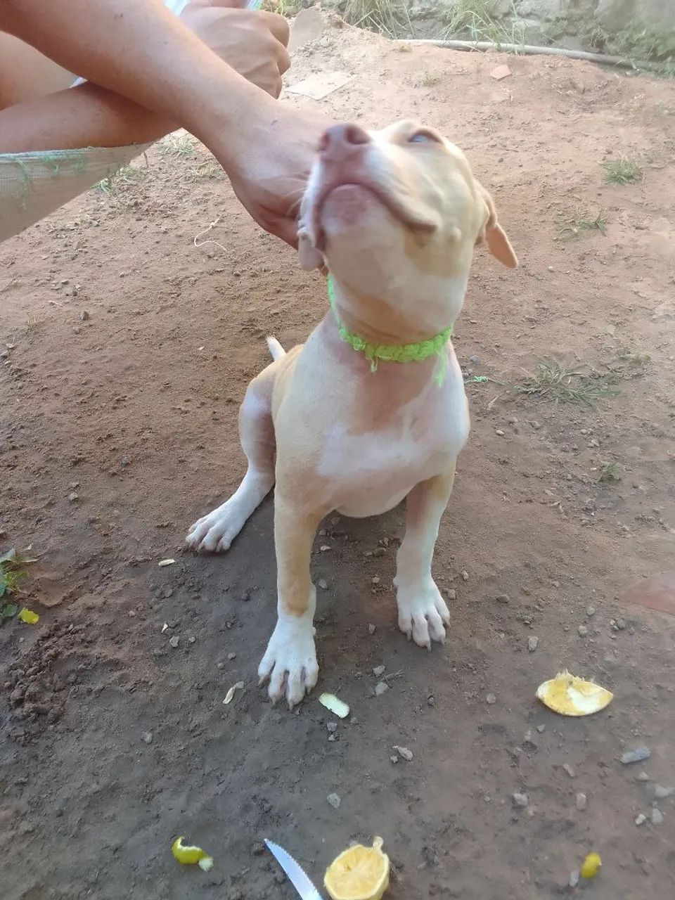 Vendo cachorra pitbull  - Foto 5