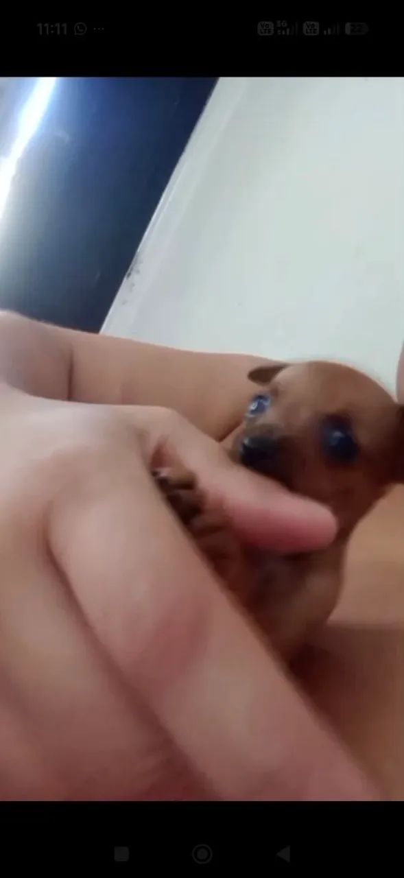 Filhote de Pinscher  - Foto 3