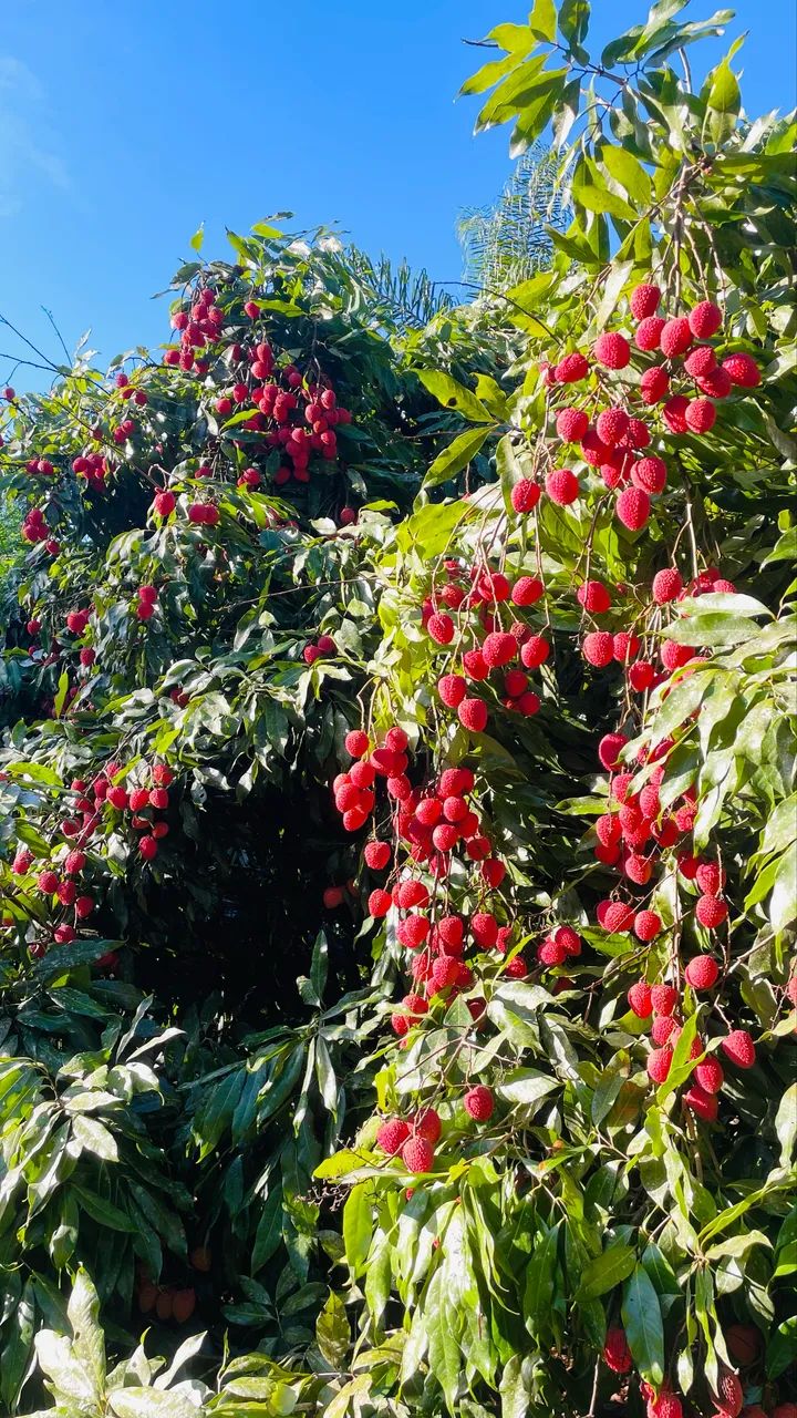 Chácara  em Morretes - Foto 4