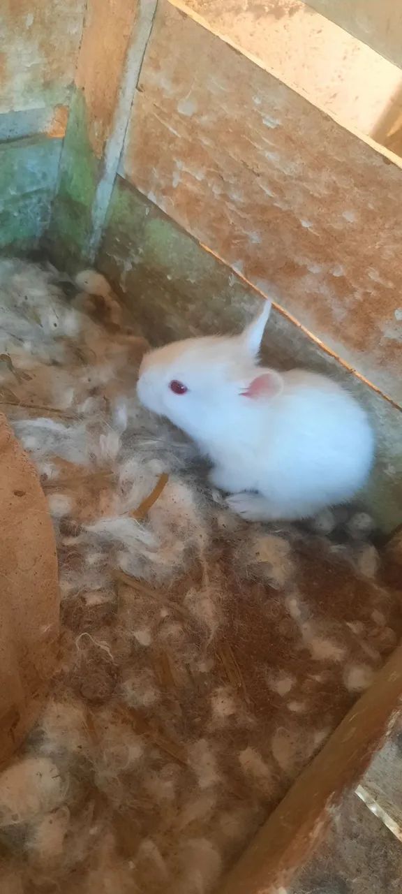 Coelhos mini