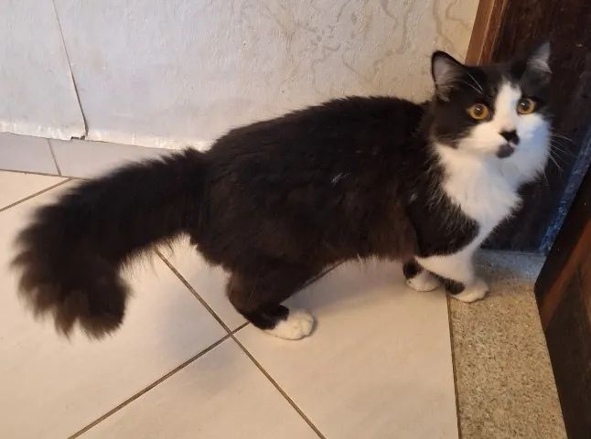 Doando  de gatos - Foto 5
