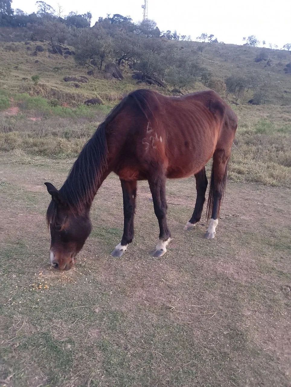 Égua preta marchadeira prenha  - Foto 4