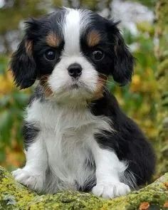 Cavalier King Charles Machos e Femeas