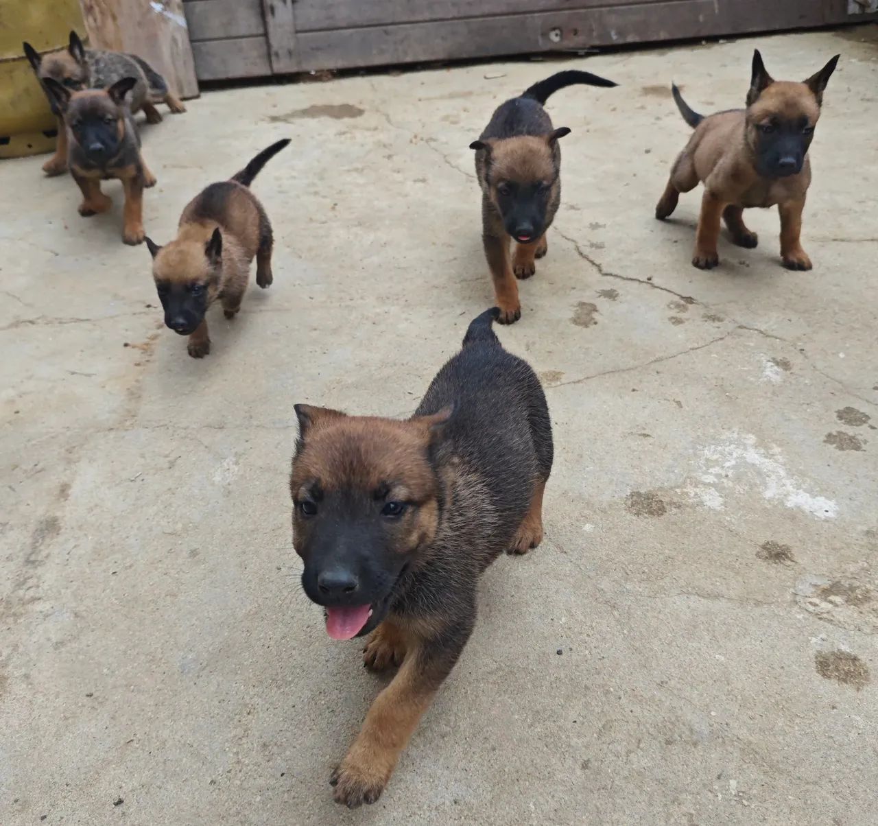 Pastor Belga Malinois - Foto 4